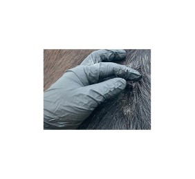 Animaderm Derfen™ loción original