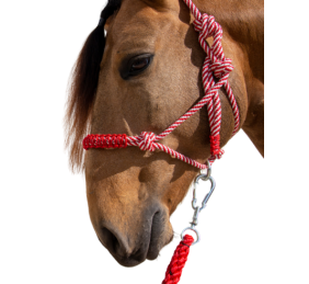 Cabezada de cuerda H3 | Adornos hilo | Varios colores