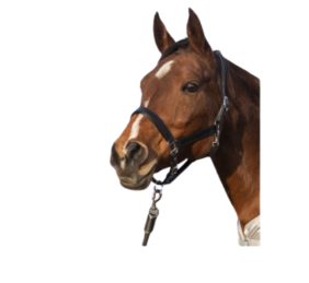 Cabezada de cuero Economic HKM