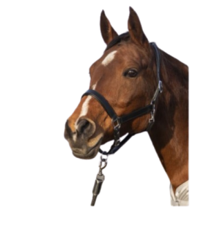 Cabezada de cuero Economic HKM