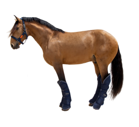 Protector de transporte 600D 'Los Nietos Dressage'