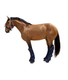 Protector de transporte 600D 'Los Nietos Dressage'