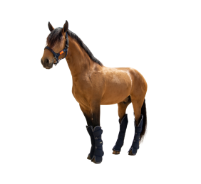 Protector de transporte 600D 'Los Nietos Dressage'