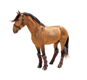 Protector de transporte 600D 'Los Nietos Dressage'