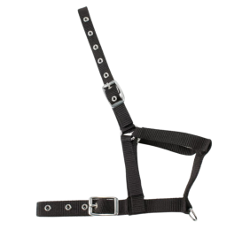 Cabezada nylon Kamell para potros | Varios colores