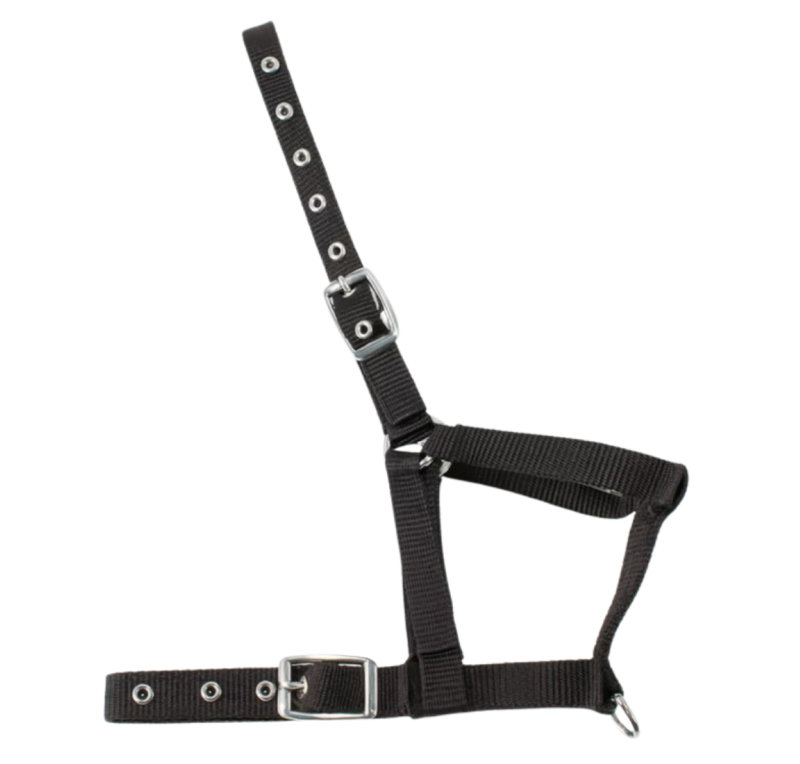 Cabezada nylon Kamell para potros | Varios colores