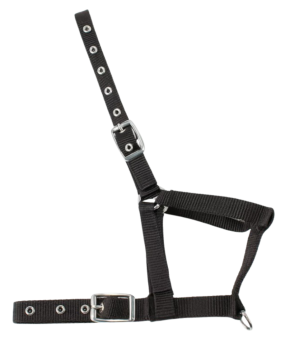 Cabezada nylon Kamell para potros | Varios colores