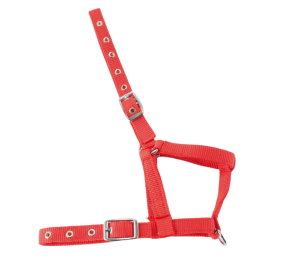 Cabezada nylon Kamell para potros | Varios colores