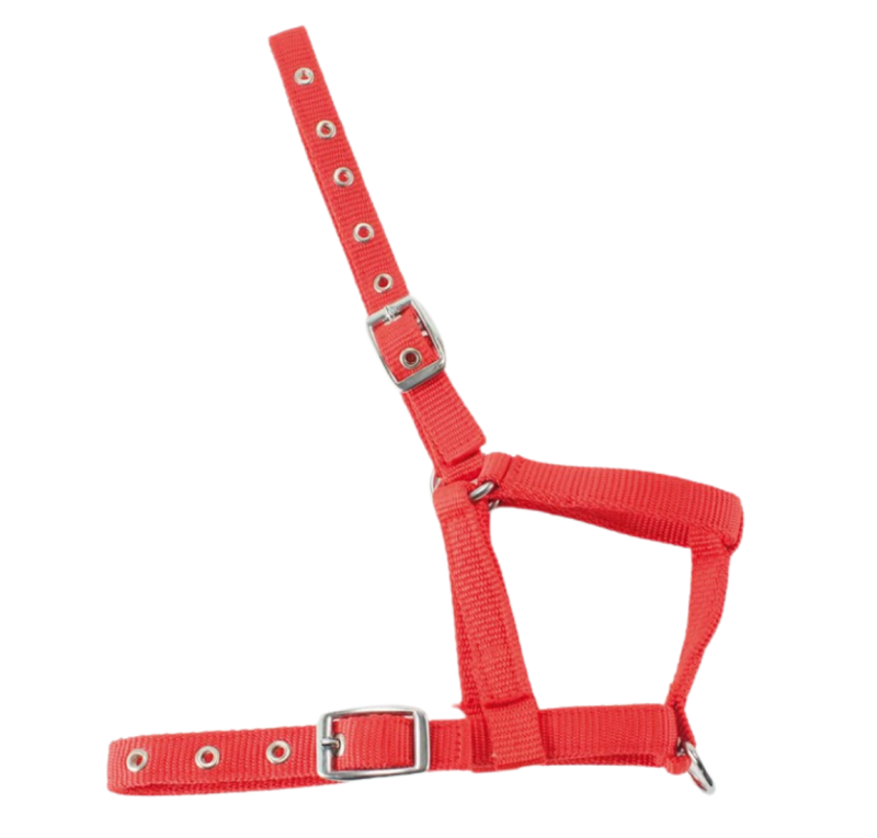 Cabezada nylon Kamell para potros | Varios colores