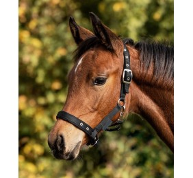 Cabezada para potro Confort | Varios colores