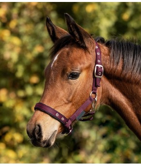 Cabezada para potro Confort | Varios colores