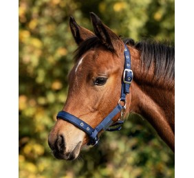 Cabezada para potro Confort | Varios colores