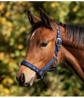 Cabezada para potro Confort | Varios colores