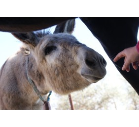 Baticola de prueba - eliminar