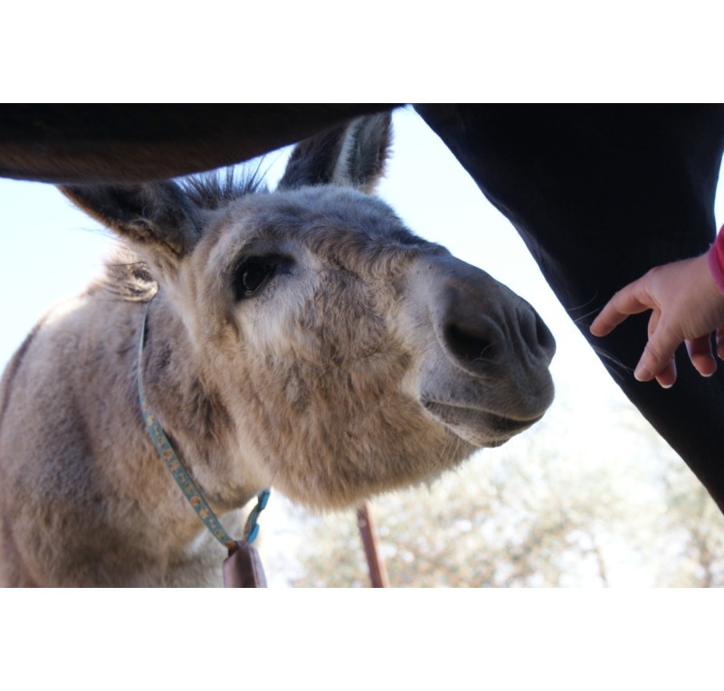 Baticola de prueba - eliminar