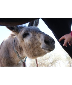 Baticola de prueba - eliminar